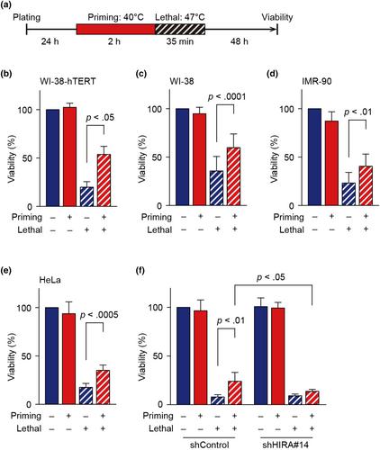 Histone H3.3 chaperone HIRA renders stress-responsive genes poised for prospective lethal stresses in acquired tolerance