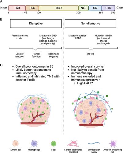 TP53 mutations in urothelial carcinoma: not all one and the same†