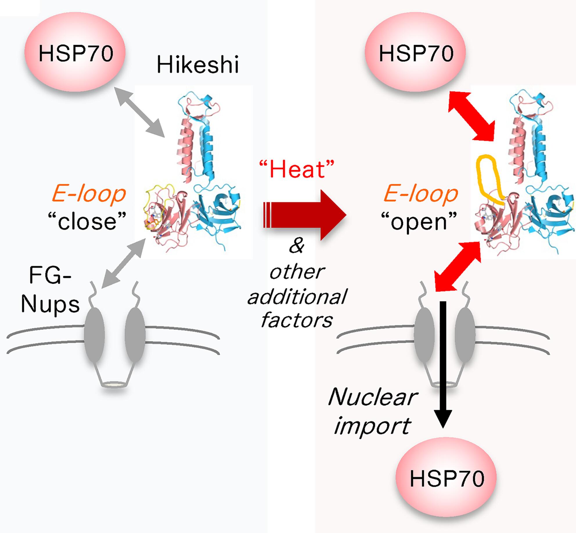 The interaction between the import carrier Hikeshi and HSP70 is modulated by heat, facilitating the nuclear import of HSP70 under heat stress conditions