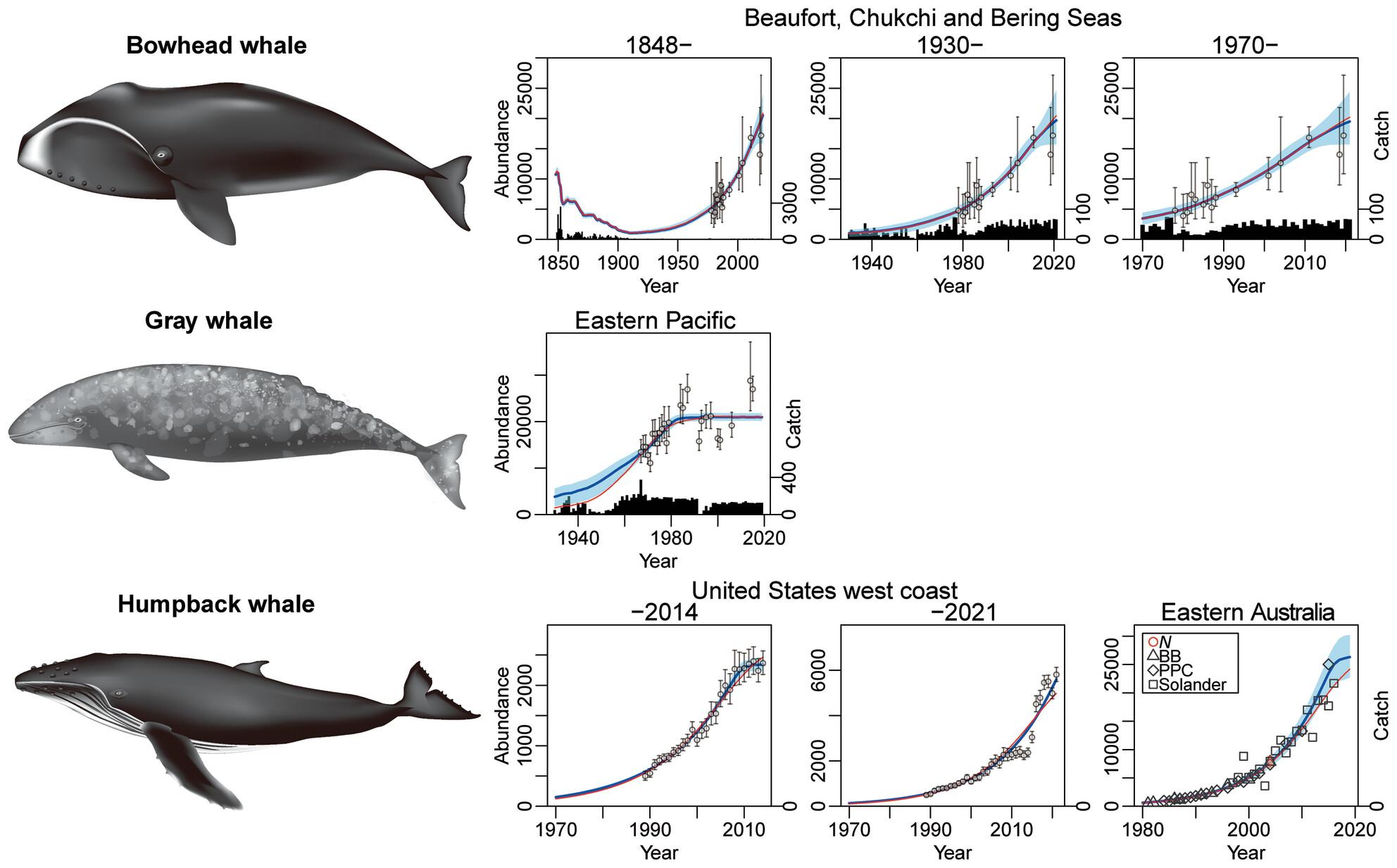 Density dependence only affects increase rates in baleen whale populations at high abundance levels