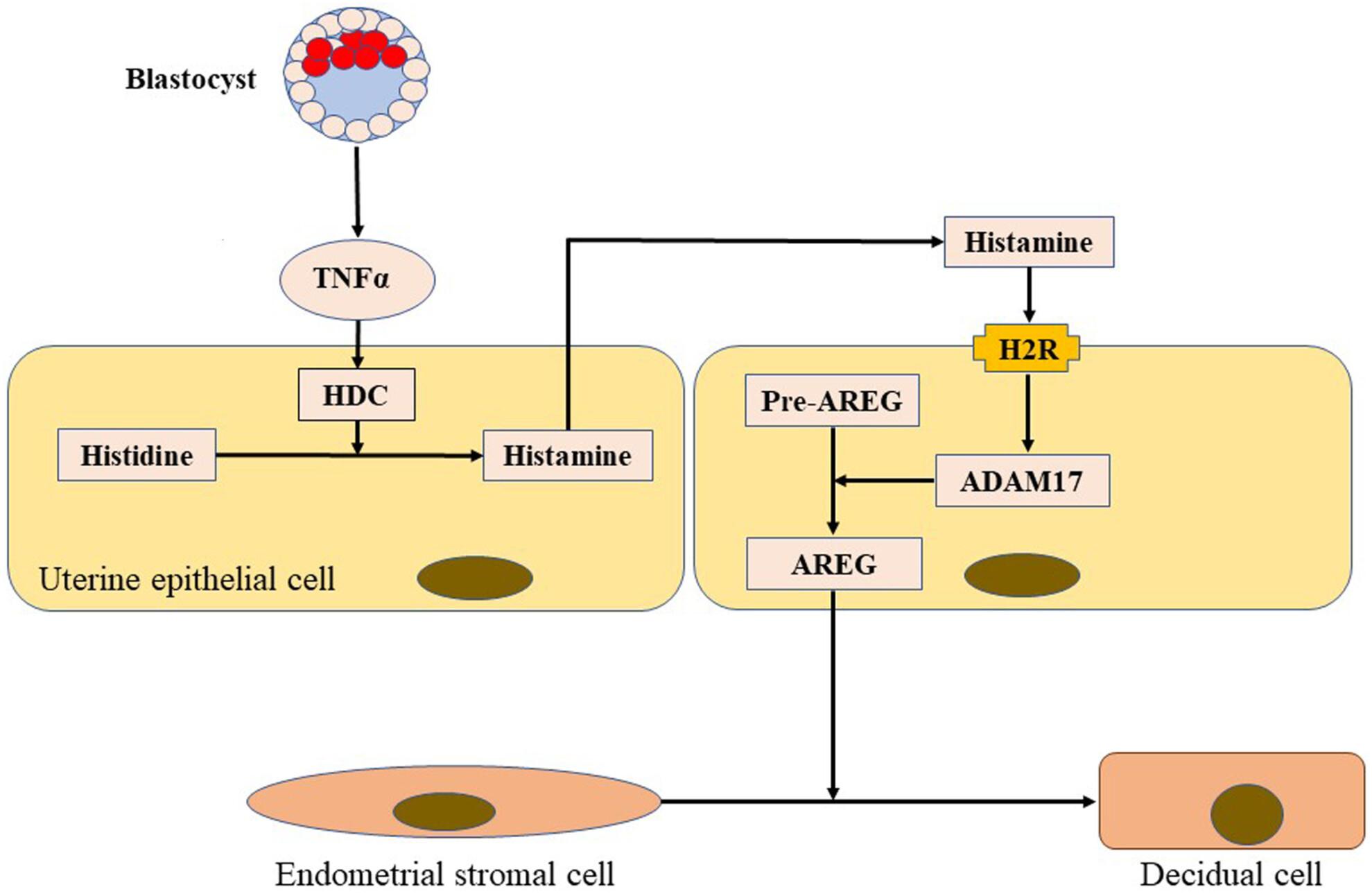 Histamine promotes mouse decidualization through stimulating epithelial amphiregulin release