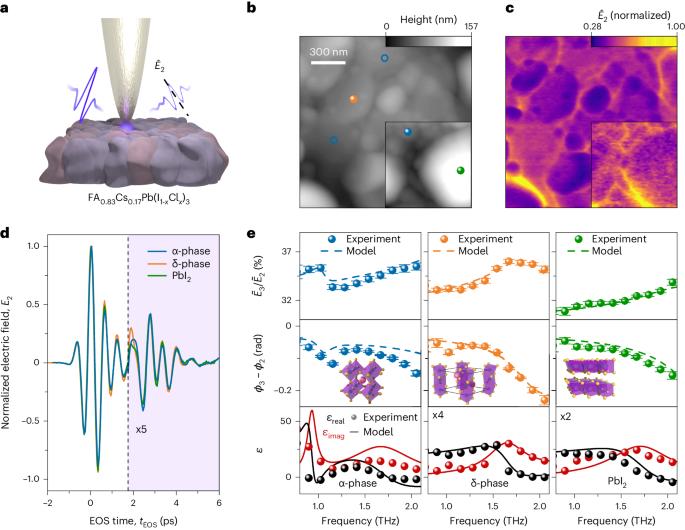 In situ nanoscopy of single-grain nanomorphology and ultrafast carrier dynamics in metal halide perovskites