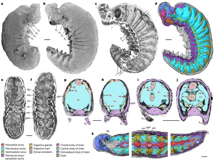 Organ systems of a Cambrian euarthropod larva