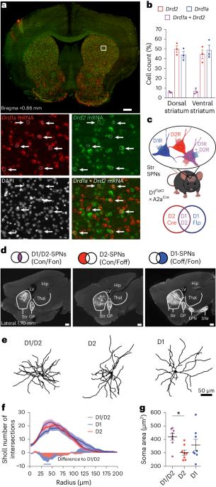 Striatal projection neurons coexpressing dopamine D1 and D2 receptors modulate the motor function of D1- and D2-SPNs