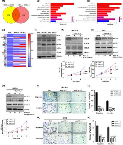 ACSL4 upregulates IFI44 and IFI44L expression and promotes the proliferation and invasiveness of head and neck squamous cell carcinoma cells