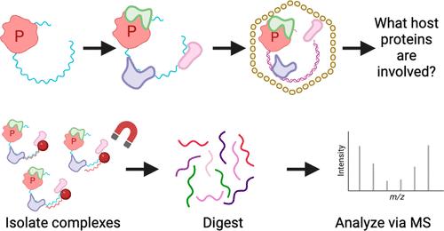 Identification of Host Proteins Involved in Hepatitis B Virus Genome Packaging