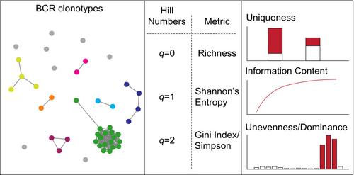 Computational estimation of clonal diversity in autoimmunity