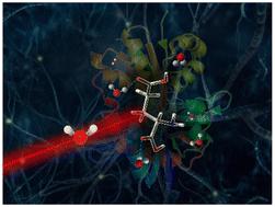 Insights into the terahertz response of l-glutamic acid and its receptor†