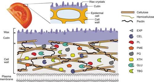 Ripening and rot: How ripening processes influence disease susceptibility in fleshy fruits