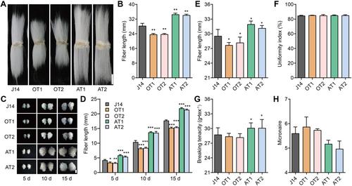 Sphingolipid inhibitor response gene GhMYB86 controls fiber elongation by regulating microtubule arrangement