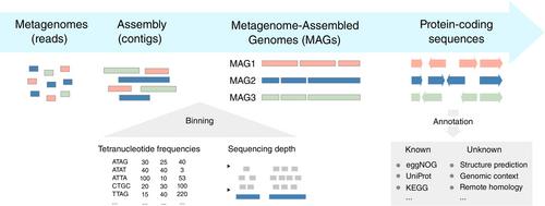 Integrating functional metagenomics to decipher microbiome–immune interactions