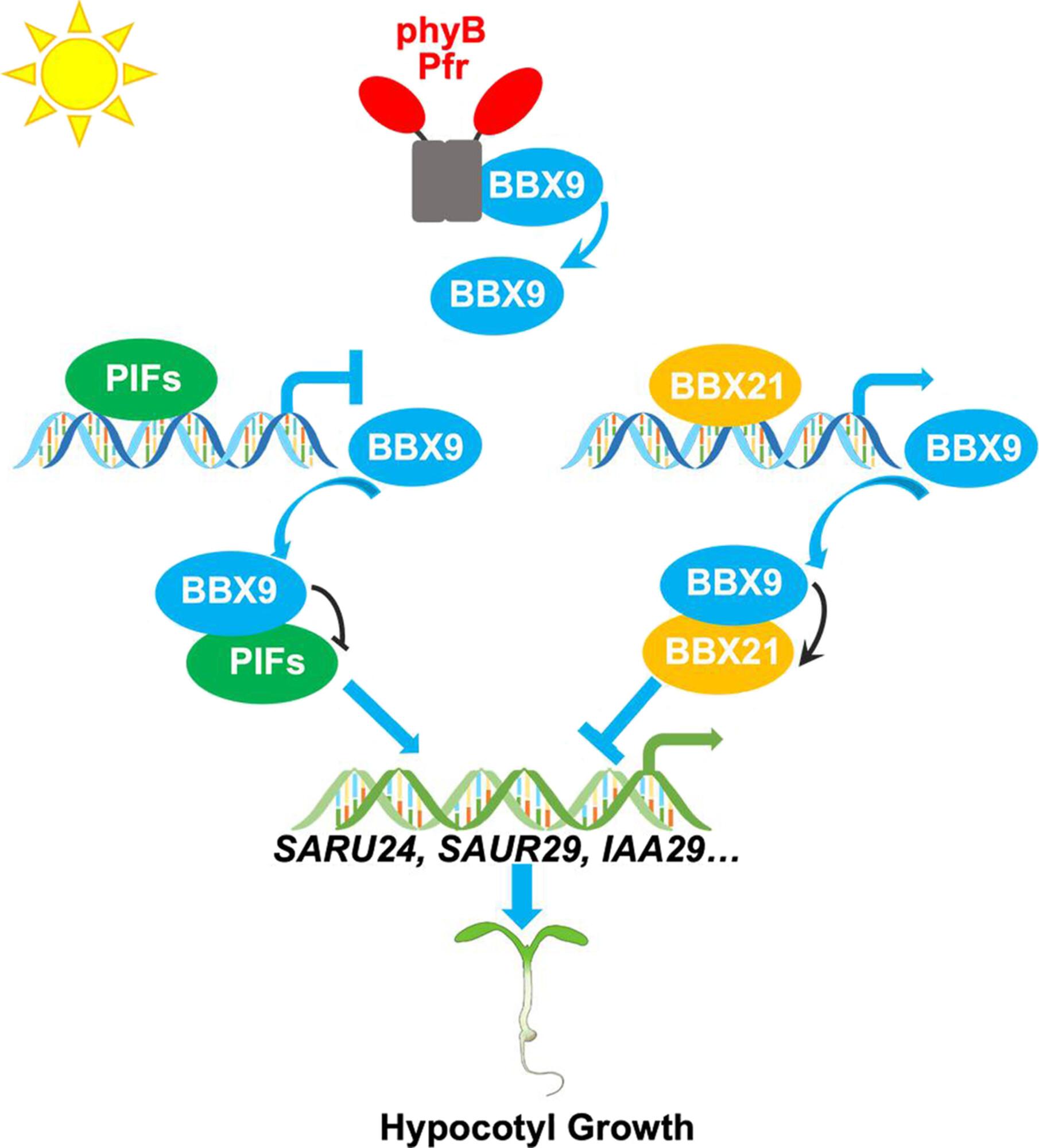 BBX9 forms feedback loops with PIFs and BBX21 to promote photomorphogenic development