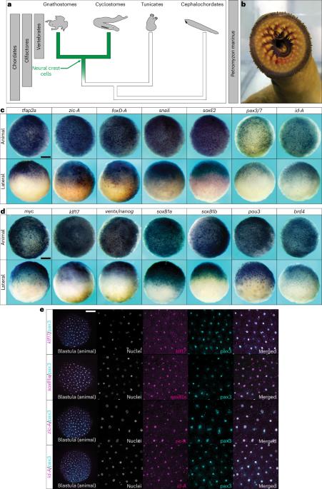 Shared features of blastula and neural crest stem cells evolved at the base of vertebrates