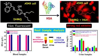Design and synthesis of a TICT-based red-emissive fluorescent probe for the rapid and selective detection of HSA in human biofluids and live cell imaging†