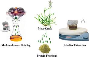 Mechanochemical extraction of edible proteins from moor grass†