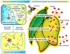 Sprayable oxidized polyvinyl alcohol with improved degradability and sufficient mechanical property for fruit preservation†