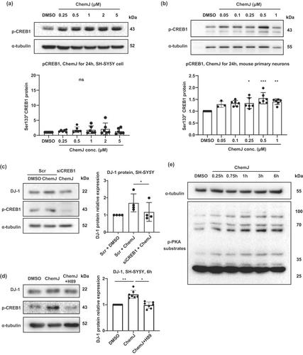 A novel compound alleviates oxidative stress via PKA/CREB1-mediated DJ-1 upregulation