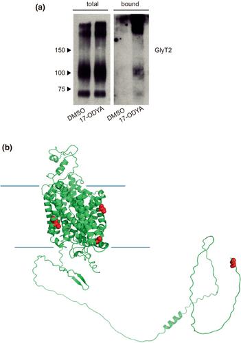 Role of palmitoylation on the neuronal glycine transporter GlyT2