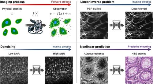 From Pixels to Information: Artificial Intelligence in Fluorescence Microscopy