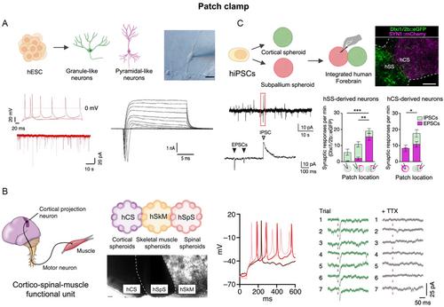 Monitoring of Electrophysiological Functions in Brain-on-a-Chip and Brain Organoids