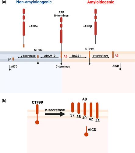 The reciprocal relationship between amyloid precursor protein and mitochondrial function