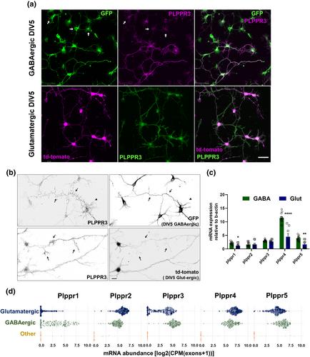 Cell type-specific and subcellular expression of phospholipid phosphatase-related proteins to modulate lyso-phosphatidic acid synaptic signaling in the developing and adult CNS