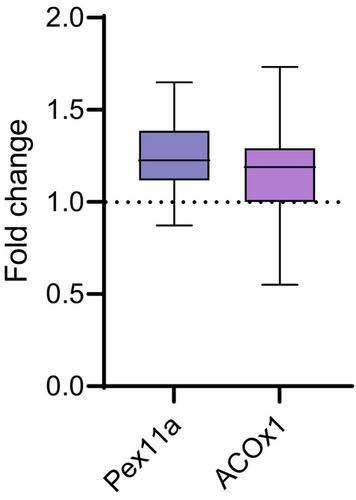 SH-SY5Y cells undergo changes in peroxisomal metabolism when exposed to decanoic acid