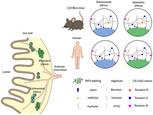 Descriptive study of perineuronal net in enteric nervous system of humans and mice