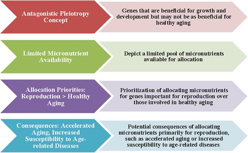 Unlocking the biochemical secrets of longevity: balancing healthspan and lifespan