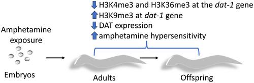 Amphetamine exposure during embryogenesis changes expression and function of the dopamine transporter in Caenorhabditis elegans offspring