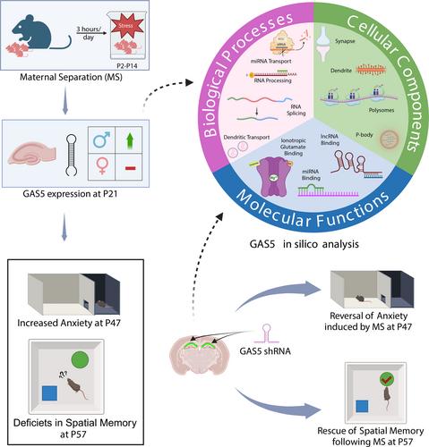 Gas5 regulates early-life stress-induced anxiety and spatial memory