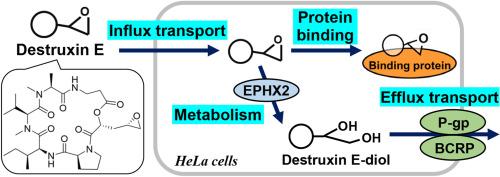 Characteristics of membrane transport, metabolism, and target protein binding of cyclic depsipeptide destruxin E in HeLa cells