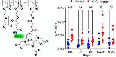 Optimized gadolinium-DO3A loading in RAFT-polymerized copolymers for superior MR imaging of aging blood–brain barrier†