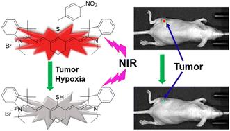 A nitroreductase-sensitive near-IR fluorescent biosensor for detecting tumor hypoxia in vivo†