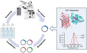 An automated screening platform for improving the responsiveness of genetically encoded Ca2+ biosensors in mammalian cells†