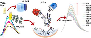 Highly efficient WS2 QD-based non-enzymatic fluorescent biosensor for ofloxacin and ciprofloxacin monitoring in aquatic media†