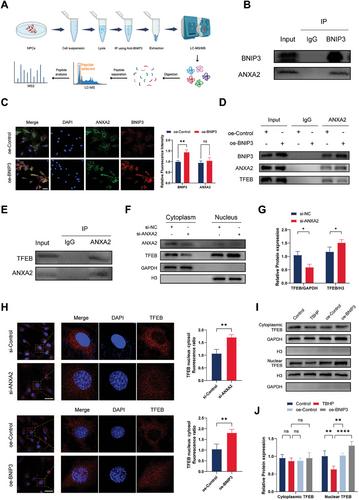 Hypoxia-Preconditioned BMSC-Derived Exosomes Induce Mitophagy via the BNIP3–ANAX2 Axis to Alleviate Intervertebral Disc Degeneration