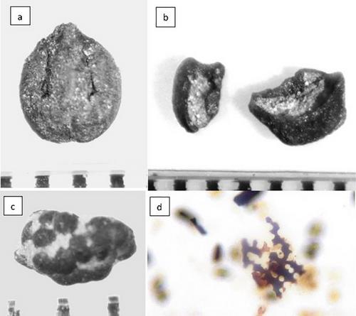 Soil development and ancient Maya land use in the tropical karst landscape: Case of Busiljá, Chiapas, México