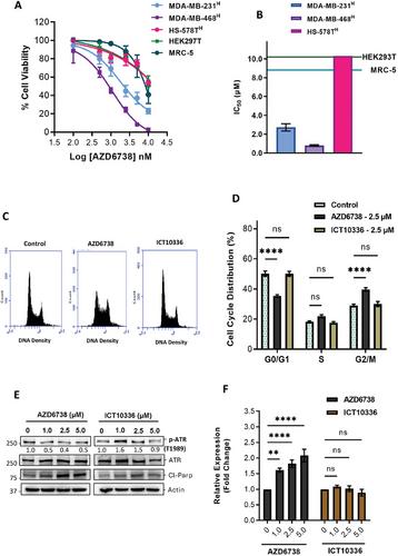 Hypoxia-Responsive Prodrug of ATR Inhibitor, AZD6738, Selectively Eradicates Treatment-Resistant Cancer Cells