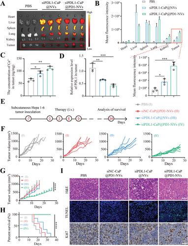 Multifunctional Biomimetic Nanocarriers for Dual-Targeted Immuno-Gene Therapy Against Hepatocellular Carcinoma