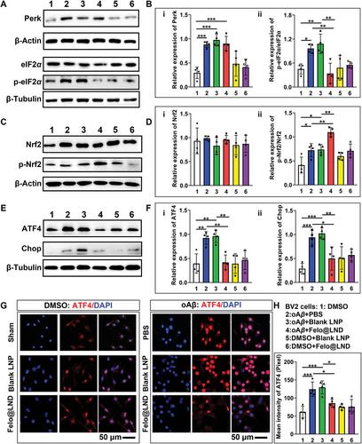 Blood Brain Barrier-Crossing Delivery of Felodipine Nanodrug Ameliorates Anxiety-Like Behavior and Cognitive Impairment in Alzheimer's Disease