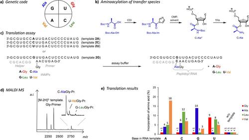 Ribosome-Free Translation up to Pentapeptides via Template Walk on RNA Sequences