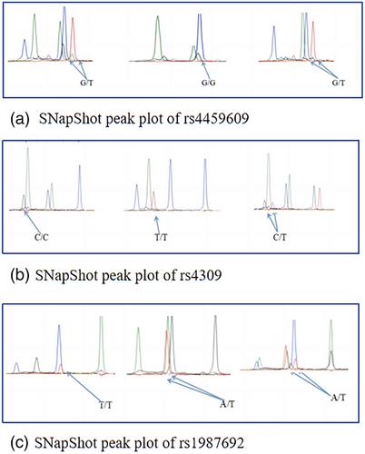 Association between a single-nucleotide polymorphism of the angiotensin-converting enzyme gene and susceptibility to systemic lupus erythematosus in the Hainanese population of China