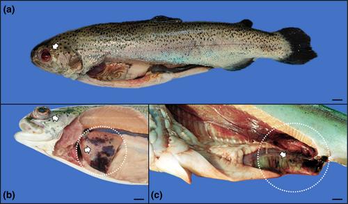 Changes in blood serum parameters in farmed rainbow trout (Oncorhynchus mykiss) during a piscine lactococcosis outbreak