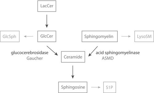 Acid sphingomyelinase deficiency and Gaucher disease in adults: Similarities and differences in two macrophage storage disorders