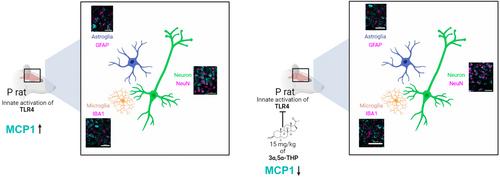 Neurosteroid [3α,5α]3-hydroxypregnan-20-one inhibition of chemokine monocyte chemoattractant protein-1 in alcohol-preferring rat brain neurons, microglia, and astroglia