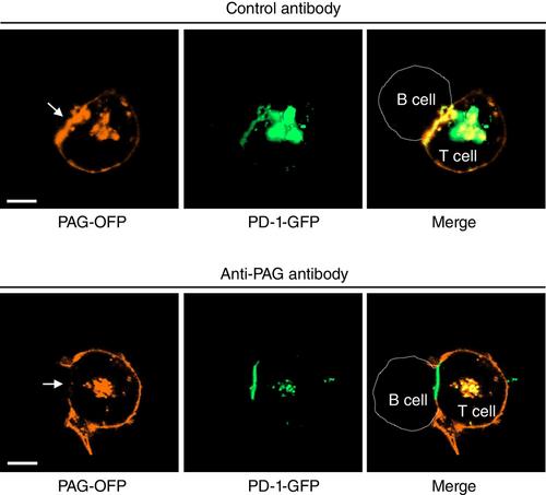 Changing the location of proteins on the cell surface is a promising strategy for modulating T cell functions