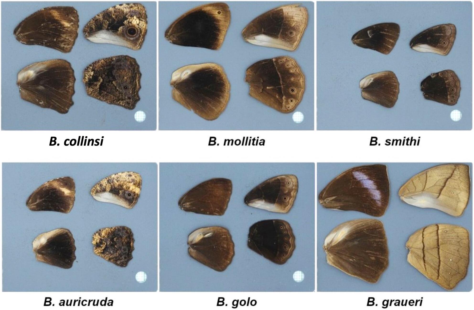 Seasonal plasticity in sympatric Bicyclus butterflies in a tropical forest where temperature does not predict rainfall