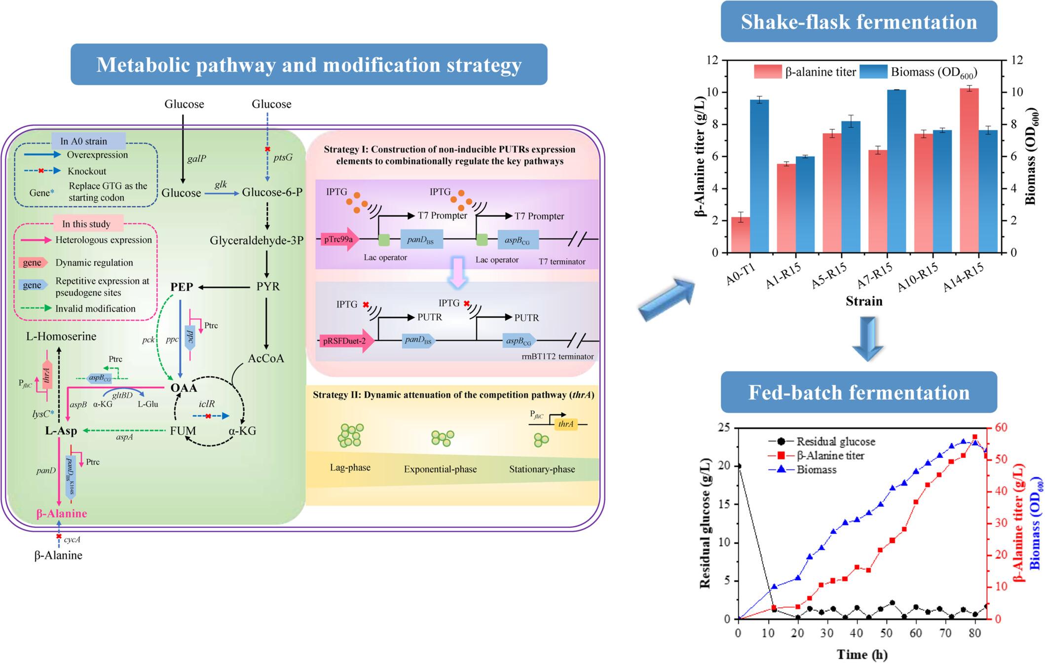 Fine and combinatorial regulation of key metabolic pathway for enhanced β-alanine biosynthesis with non-inducible Escherichia coli