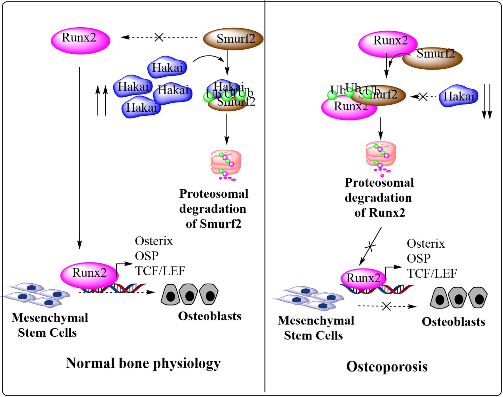 Hakai, a novel Runx2 interacting protein, augments osteoblast differentiation by rescuing Runx2 from Smurf2-mediated proteasome degradation